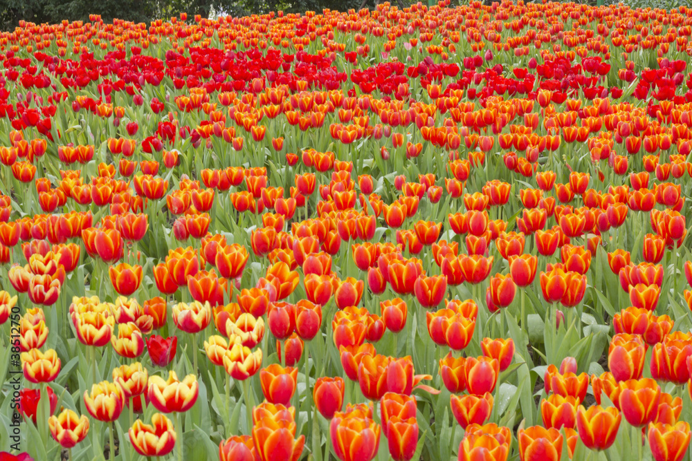 tulipa hybrids
