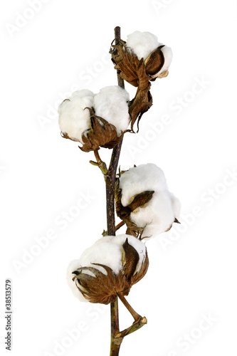 Fleurs de coton 2