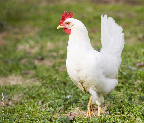 White chicken hen that is standing on one leg on a grassy farm field. 