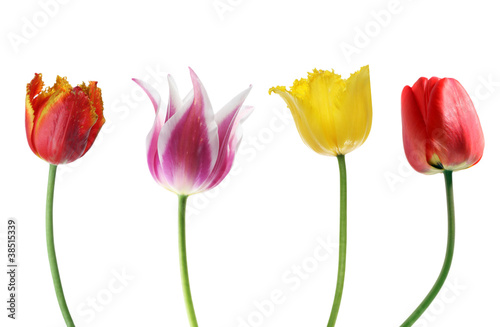 Fototapeta Naklejka Na Ścianę i Meble -  Tulips isolated on white. Summer flower