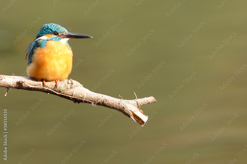 Fototapeta premium 止まり木のカワセミ