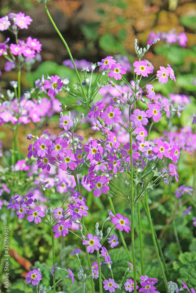 beautiful flowers