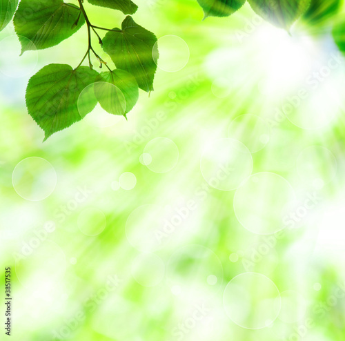 Spring sun beam with green leaves