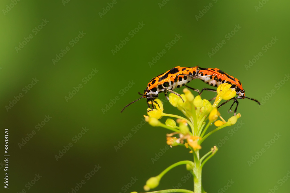 Obraz premium two stinkbugs