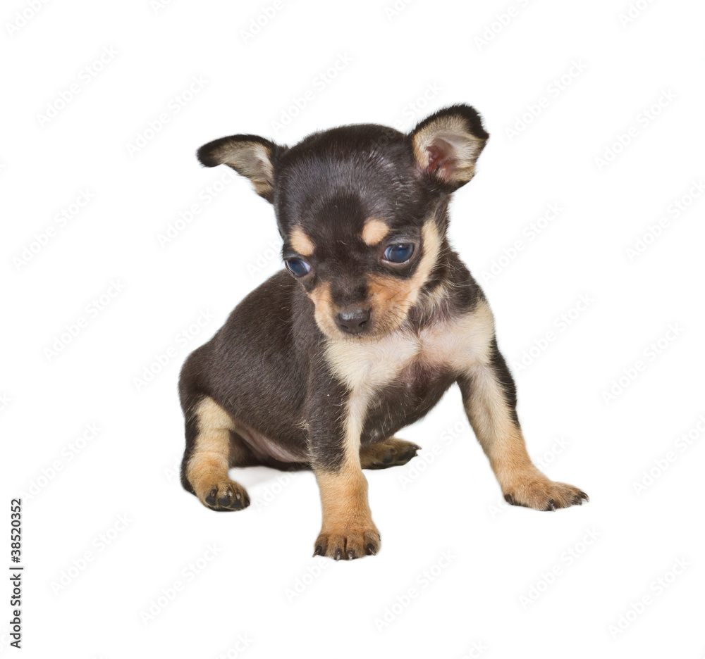 chihuahua puppy chihuahua puppy