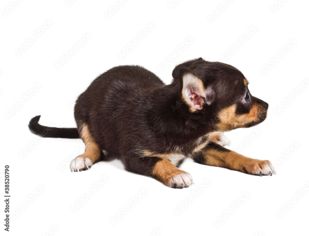 chihuahua puppy in front of a white background chihuahua puppy in front of a white background