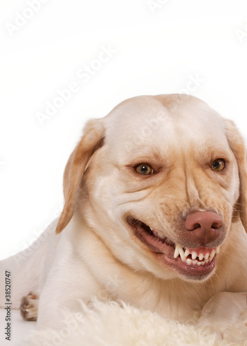 lächelnder Hund, freigestellt