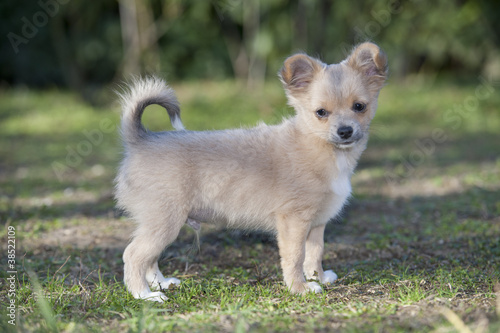 Chiot Chihuahua © Pictures news