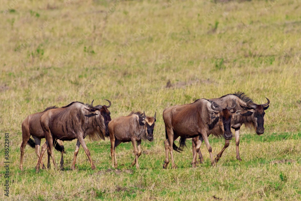 Maasai Mara Wildebeest Migration Safari Maasai Mara Wildebeest Migration Safari
