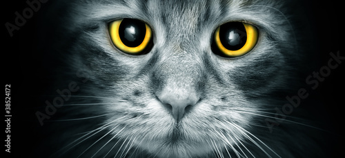Cat Eyes photo
