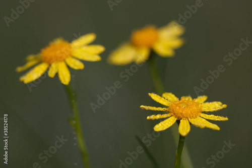 Gelbe Blüten #034610