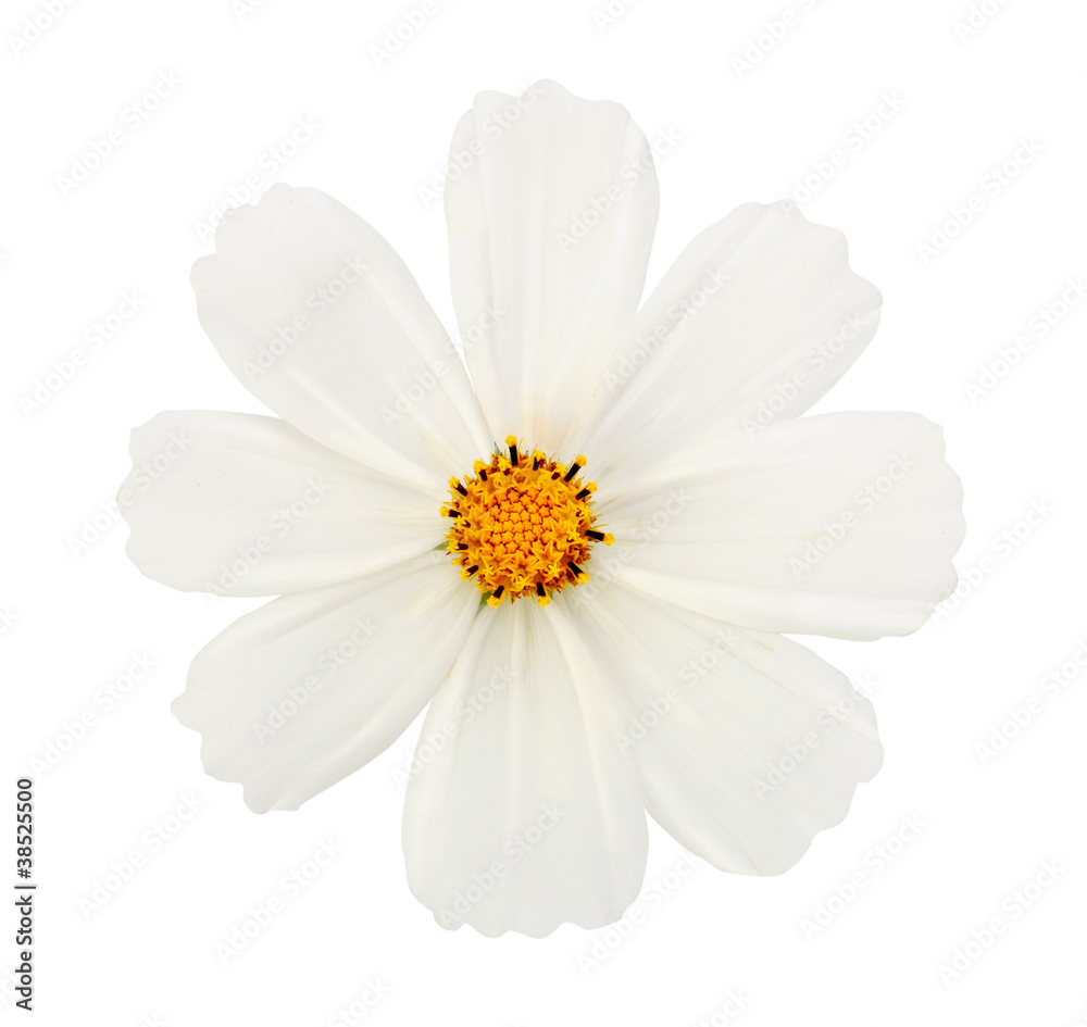Obraz premium white flower isolated with clipping path