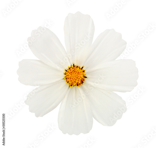 white flower isolated with clipping path