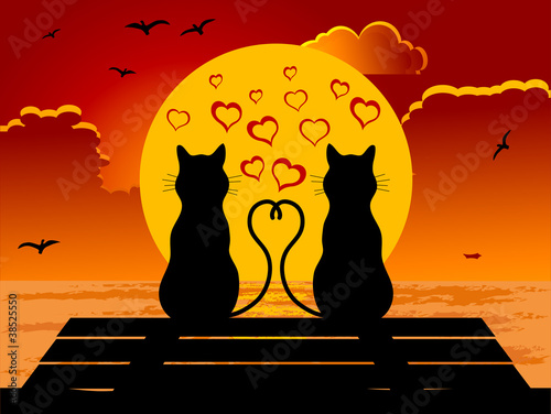 Cats in love