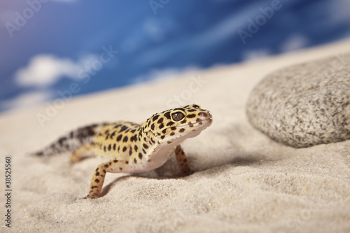 Gecko on sand