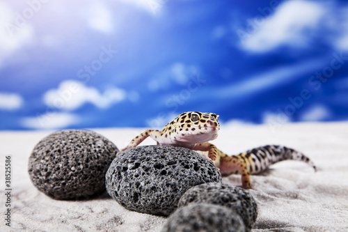 Gecko on rock