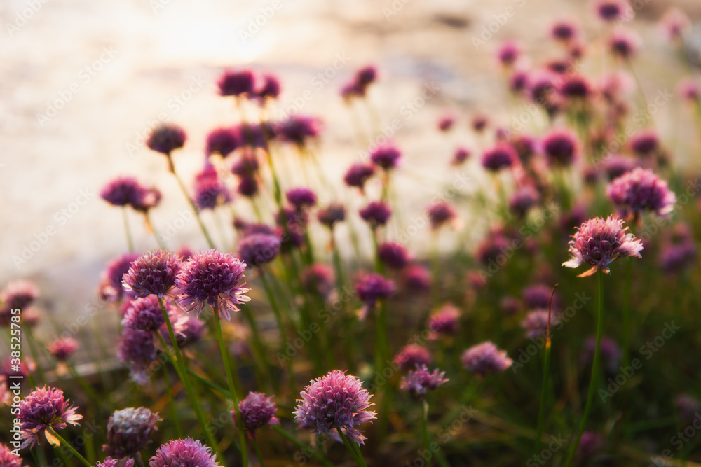 Obraz premium Chives