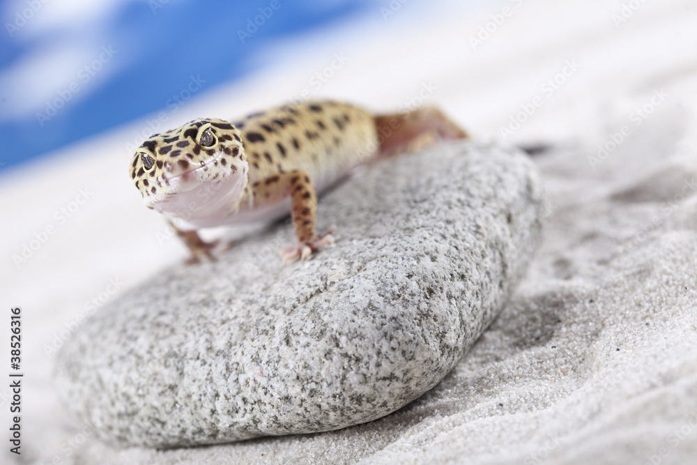 Obraz premium Gecko on rock