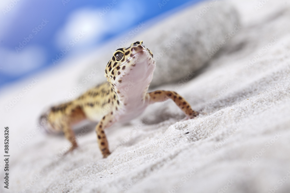 Obraz premium Gecko on sand