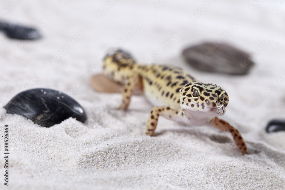 Gecko on sand Gecko on sand