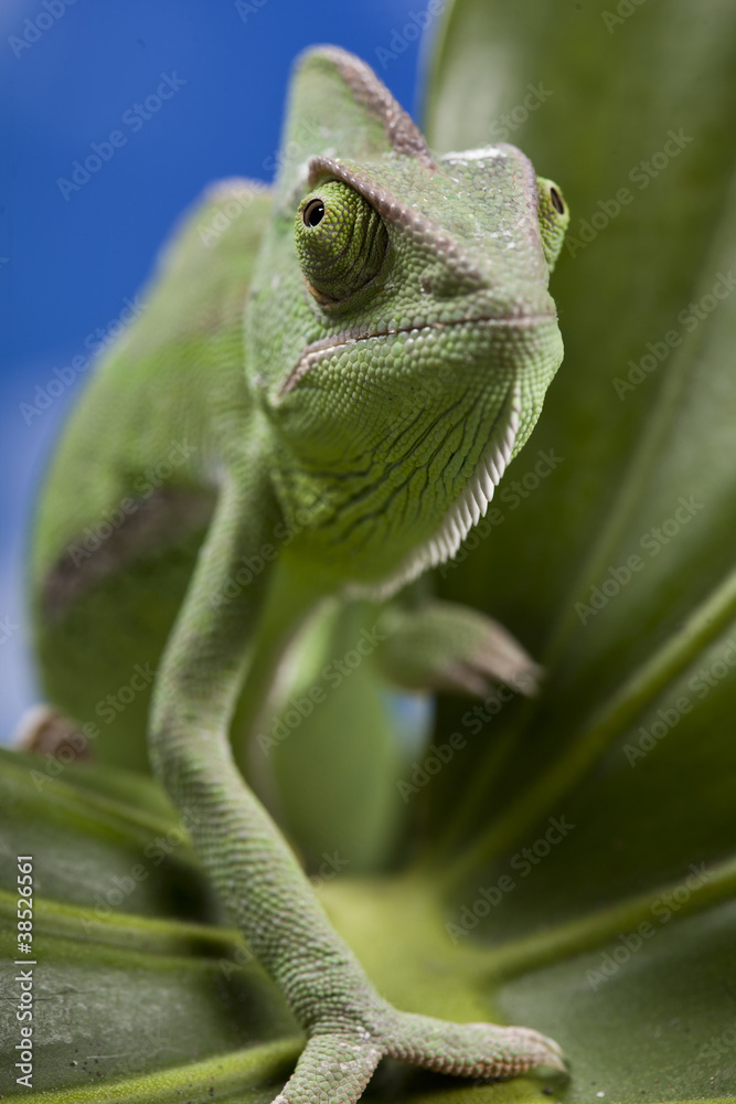 Fototapeta premium Green chameleon