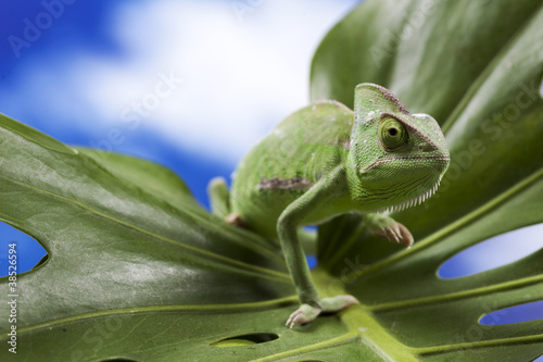 Green chameleon on leaf