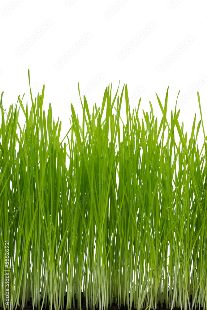Fototapeta premium Green Grass
