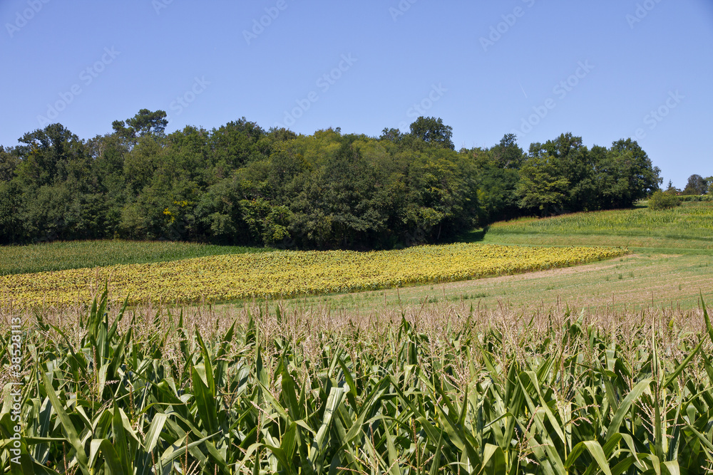 Paysage de campagne