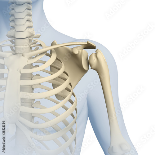 Schulter - Anatomie - 3D Grafik