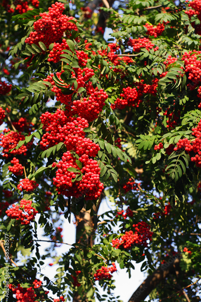 Naklejka premium red ash (Sorbus aucuparia L)