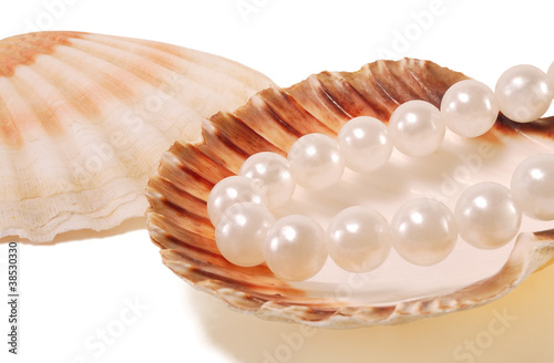 sea shell with pearls
