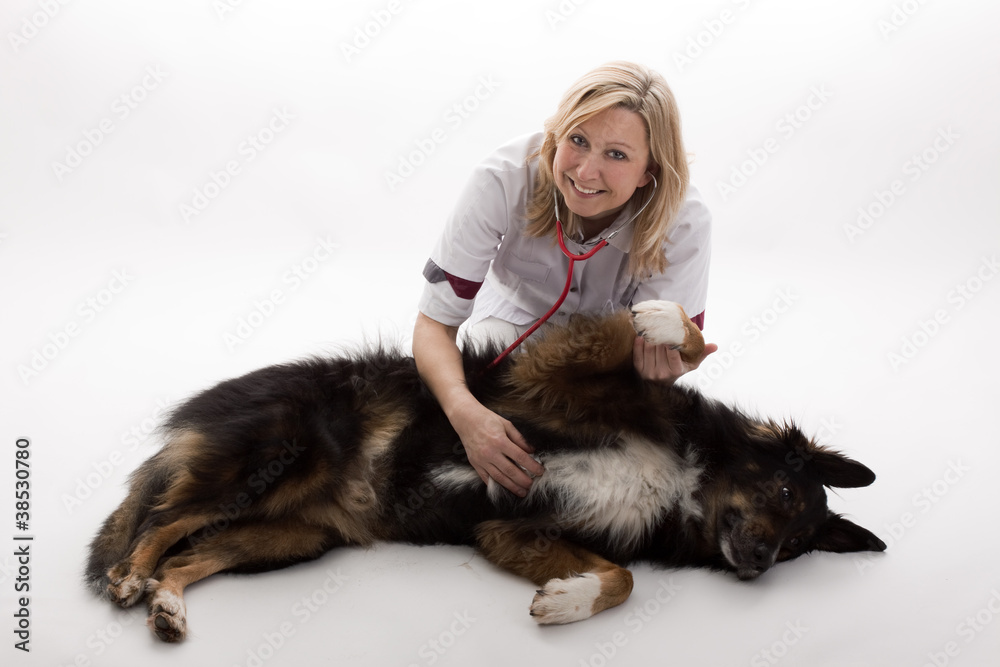 Tierärztin untersucht liegenden Hund