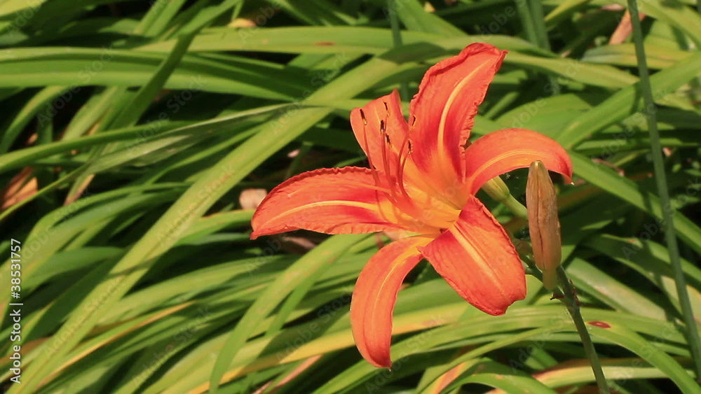 tiger lily tiger lily