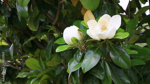 Spring romance