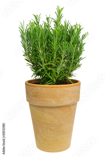 Rosmarin freigestellt - Rosemary isolated 01