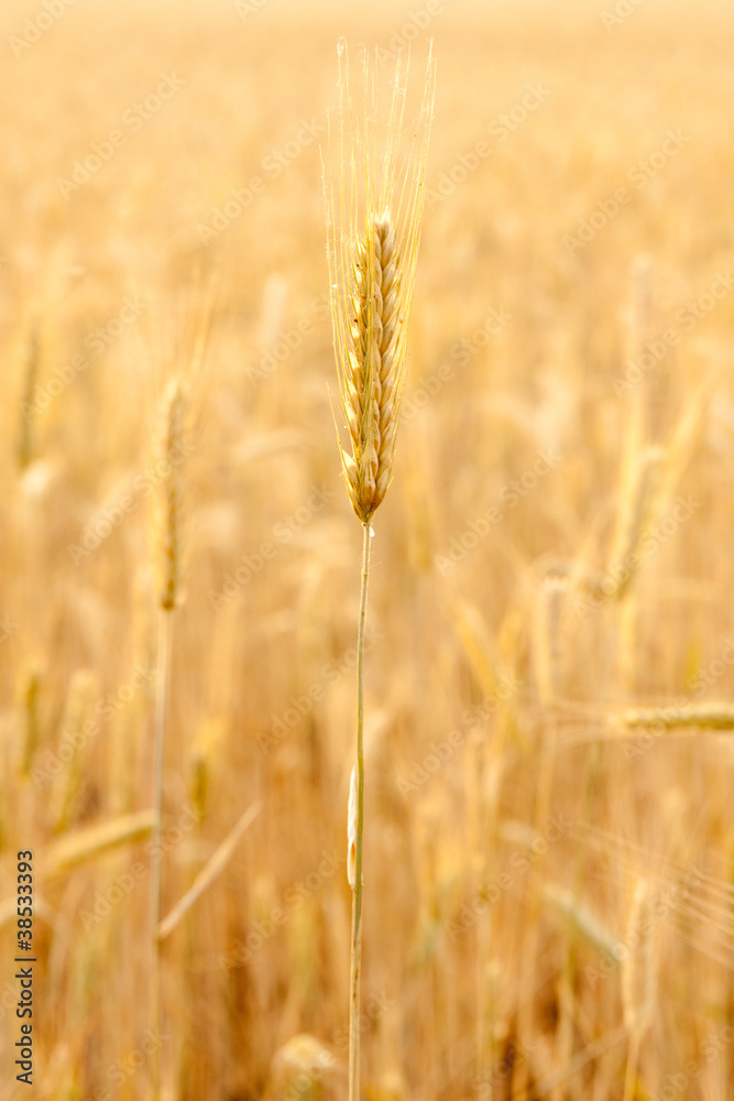 Fototapeta premium field of rye