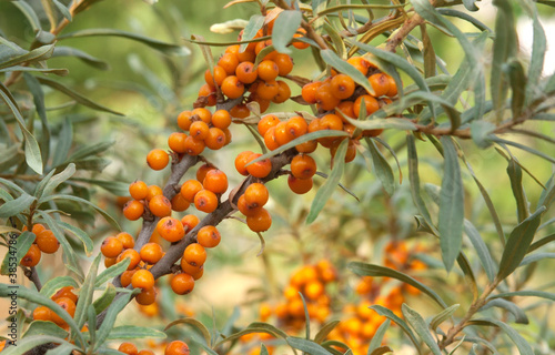 sea-buckthorn