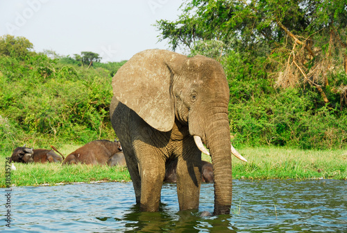 Male African elephant  Kazinga Channel  Uganda 