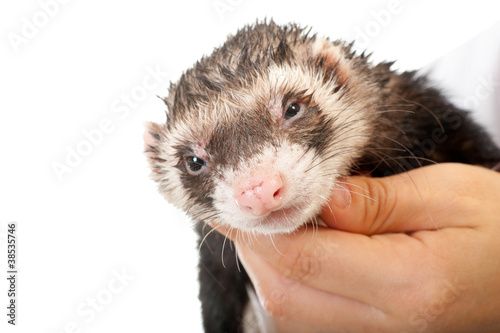 Ferret close-up portrait i