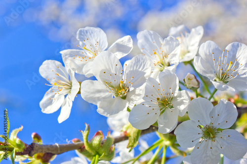 spring cherry blossom © martin33