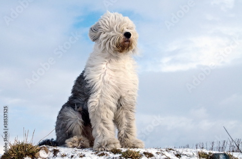 Bobtail im Wind photo