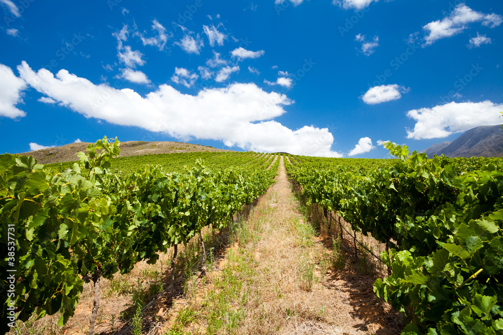 Obraz premium beautiful vineyard and clear sky