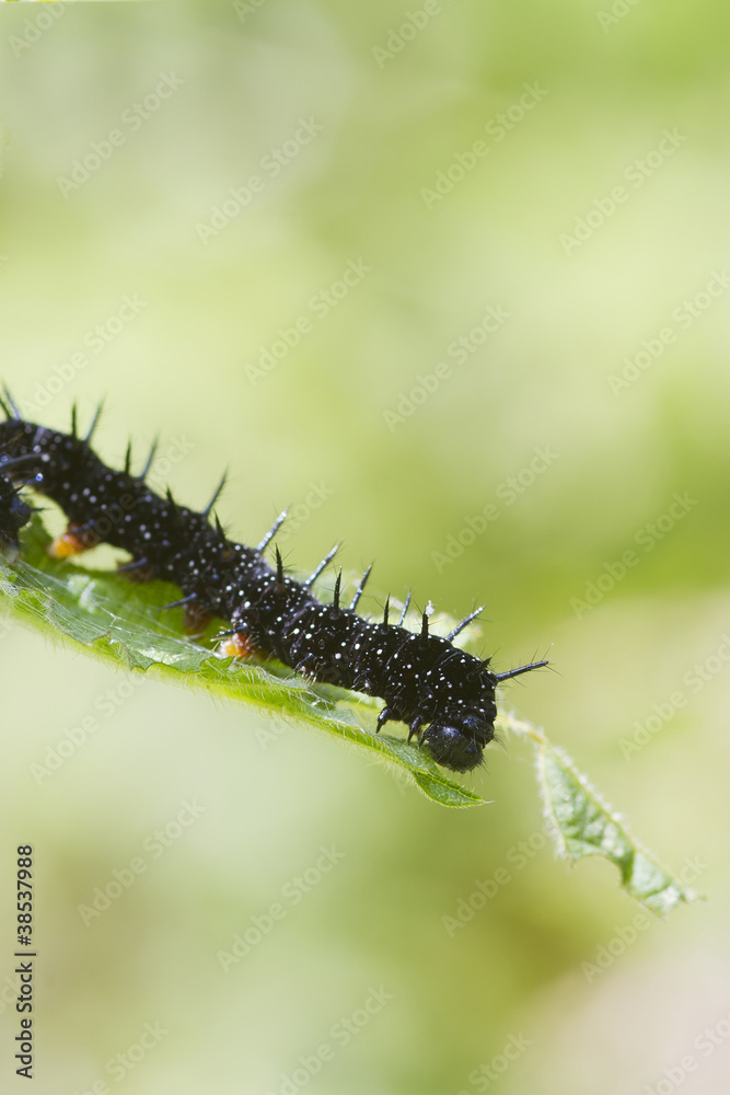 caterpillar peacock butterfly (Inachis io) caterpillar peacock butterfly (Inachis io)