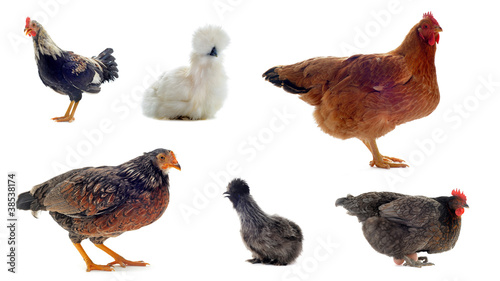 races de poules