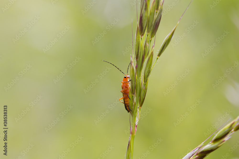 Beetle (Rhagonycha fulva) Beetle (Rhagonycha fulva)