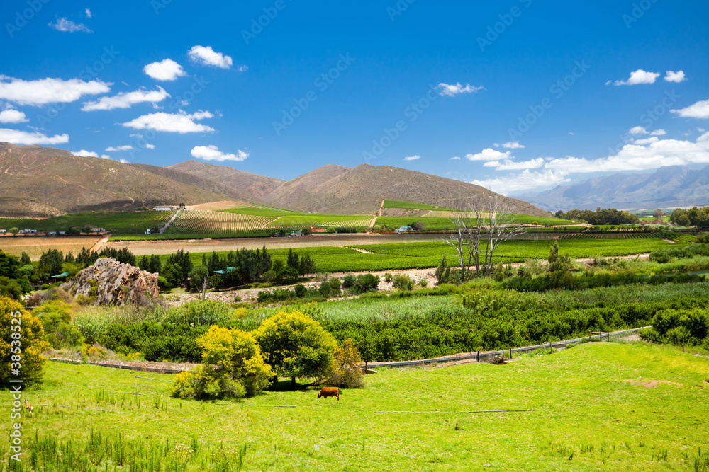 winelands scenery in Cape Town, South Africa