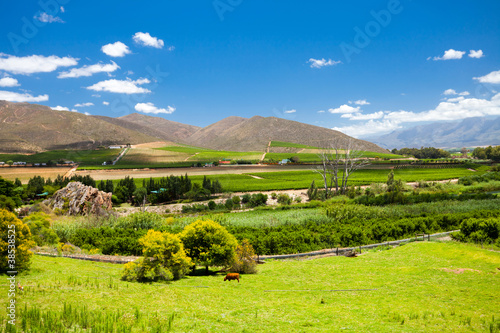 winelands scenery in Cape Town  South Africa