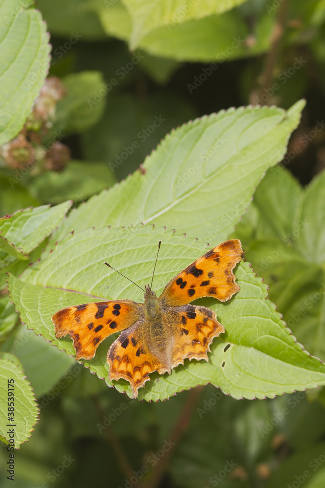 Comma (Polygonia c-album) Butterfly Comma (Polygonia c-album) Butterfly