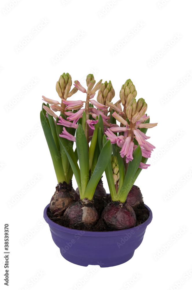 Obraz premium Bloom Hyacinthus bulbous in a pot (front view)