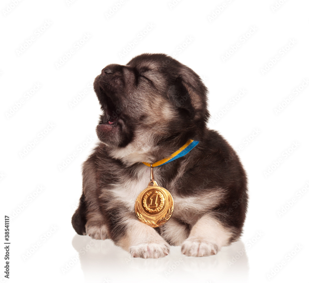 Obraz premium Cute puppy